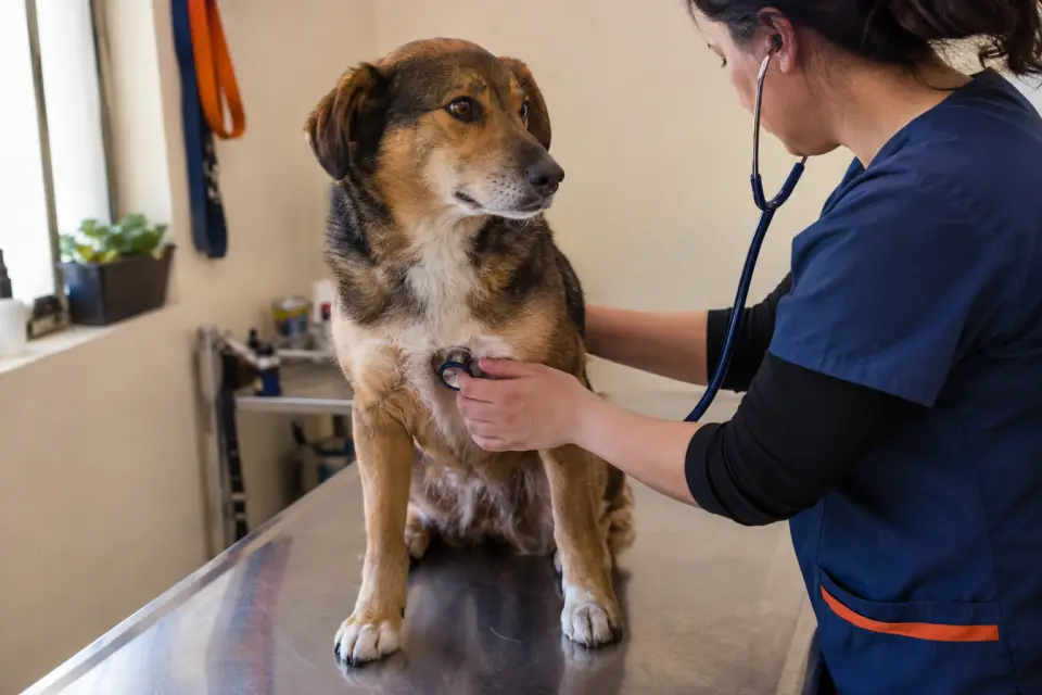 Veterinaria revisando con estetoscopio a un perro mestizo